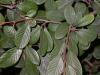 Cotoneaster-hojas 3